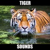Tiger Sounds - Tiger Growls