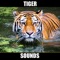 Tiger Sounds and Effects provides you tiger sounds, tiger sounds, tiger, tigers sounds, tiger sound effects at your fingertips