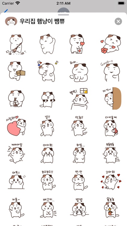 우리집 햄냥이 쨈쀼