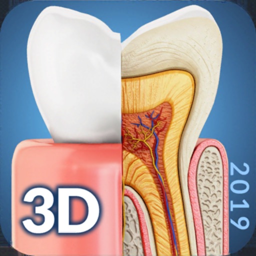 My Dental Anatomy Download