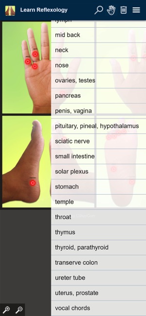 Reflexology Areas(圖3)-速報App