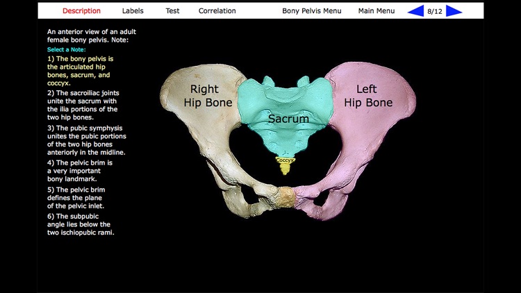 Human Skeleton: Gross Anatomy screenshot-5