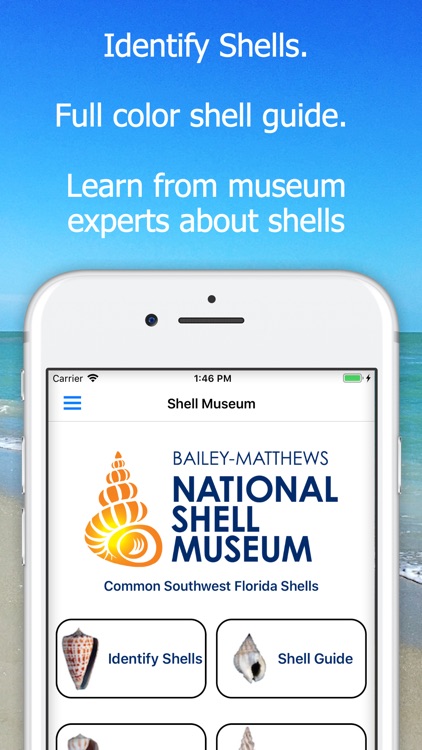 Shell Museum: Identify Shells