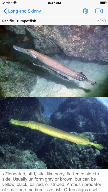 Snorkel Fish Hawaii for iPhone screenshot-7