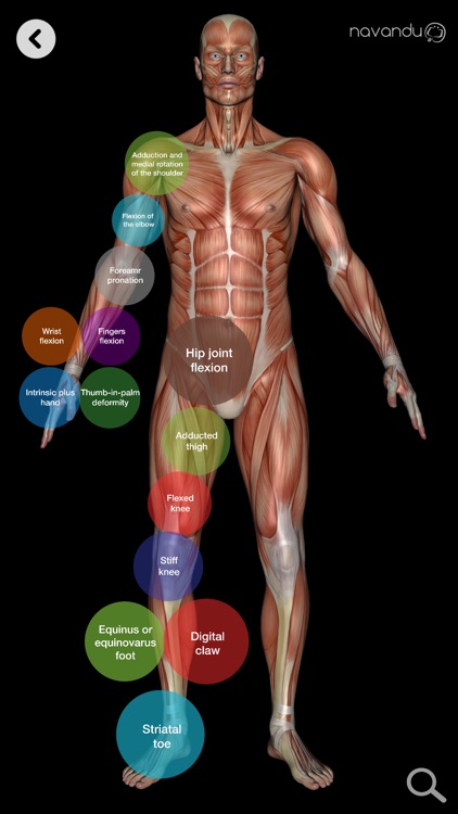 Muscle Patterns