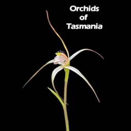 Orchids of Tasmania
