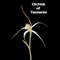 With over 450 detailed photographs, Orchids of Tasmania describes 197 of approximately 220 orchid species native to Tasmania, Australia, including 71 species endemic to that state