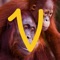 Icon Virry game: Learn wild animals