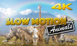 Slow Motion Animals 4K