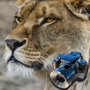 Hidden Objects: Animals
