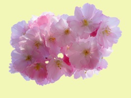 This sticker pack is full of cherry blossom stickers for you to add to your sticker collection