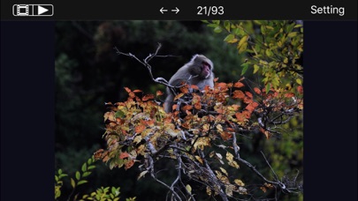 Snow Monkeys screenshot 2