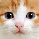 Cat Sounds  Meow Talk