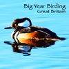 Big Year Birding GB the big year birding 