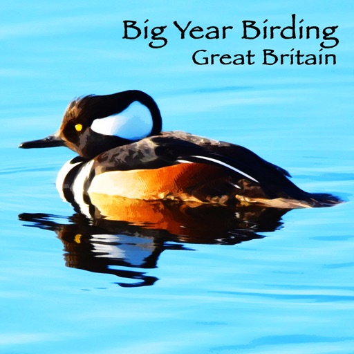 Big Year Birding GB