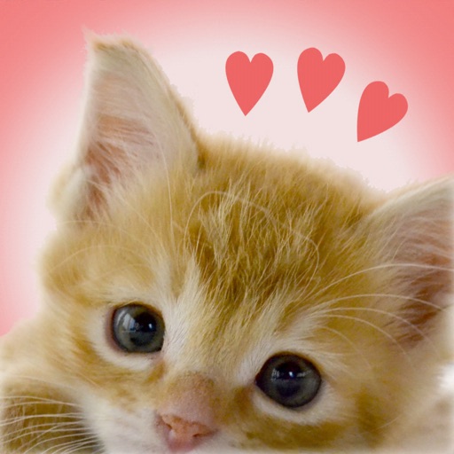 My Kittens iOS App