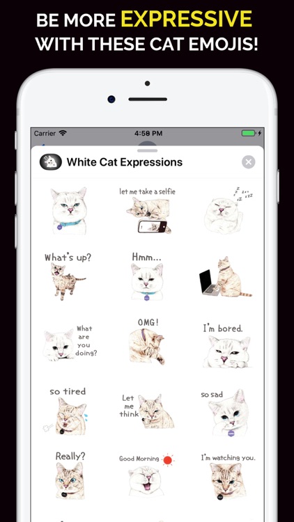 White Cat Expressions