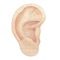 This auricular acupuncture App is designed to give auricular acupuncturists and students quick usable access to useful formulas suitable for conditions commonly seen in clinical practice