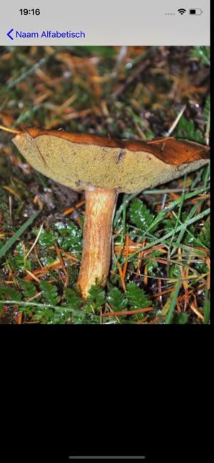 Paddenstoelen(圖9)-速報App