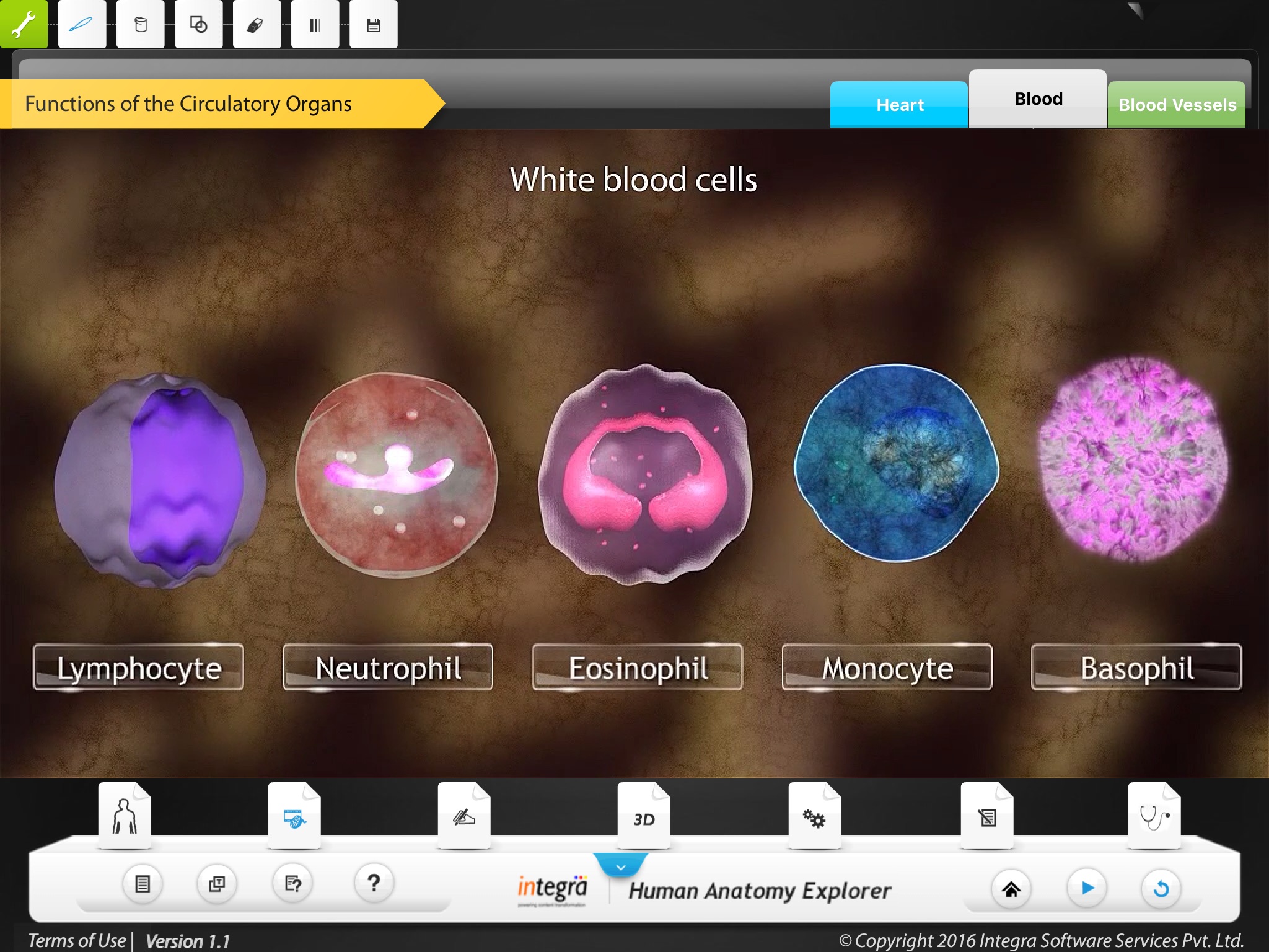 Human Anatomy - Circulatory screenshot 2