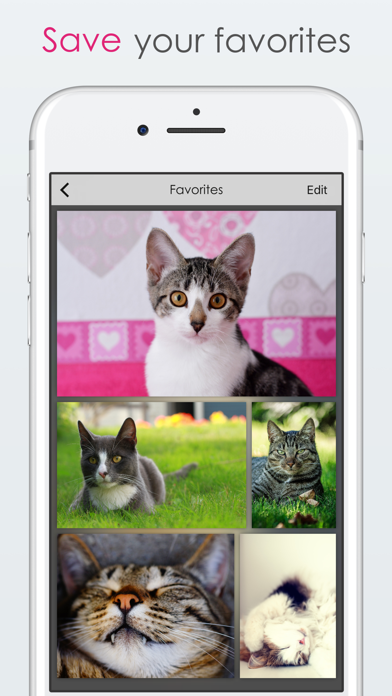 How to cancel & delete Shake for Cats from iphone & ipad 3
