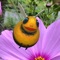 Lolly Lolly Honey Bee