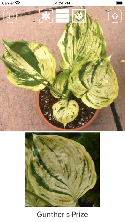 Hostas