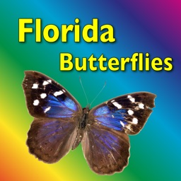 Southern Florida Butterflies