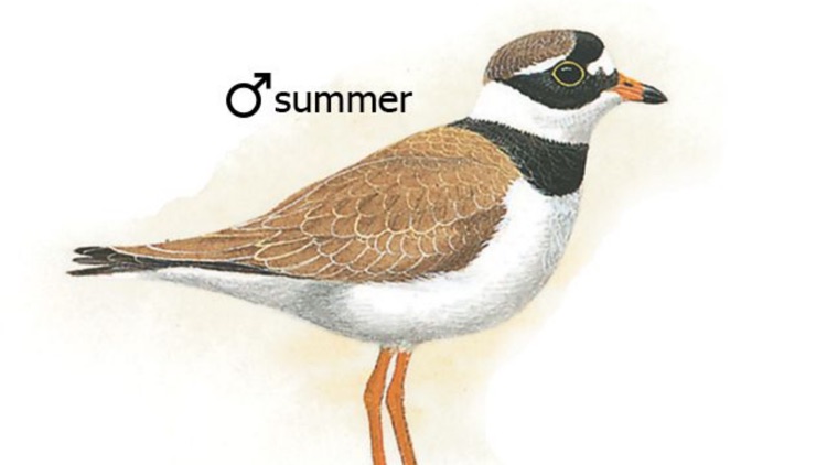 Eastern Europe Birds screenshot-3