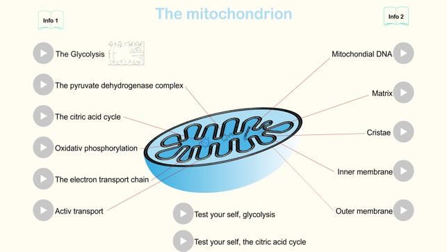 Metabolism