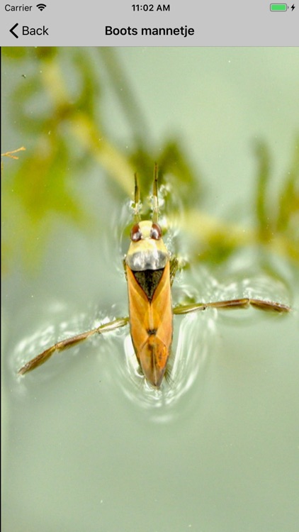 Insecten screenshot-8