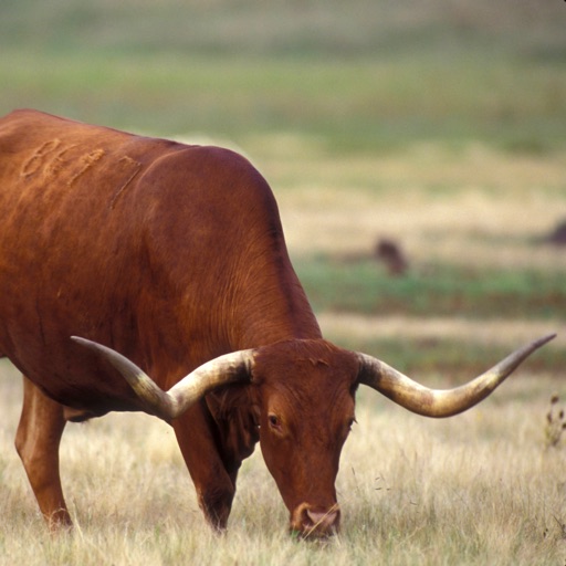 Fauna of Texas icon