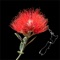 This free app is for the identification of species within the myrtle family that grow in New Zealand