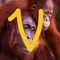 Virry Academy is a playful, cutting edge learning tool for children