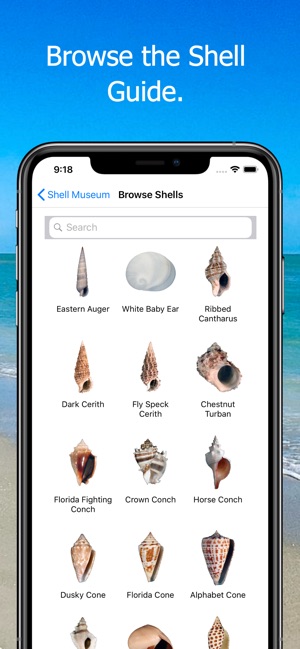 Shell Museum: Identify Shells(圖4)-速報App