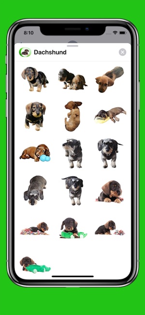 Dachshund Sticker Pack(圖4)-速報App