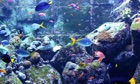 Top 26 Lifestyle Apps Like Real Aquariums HD - Best Alternatives