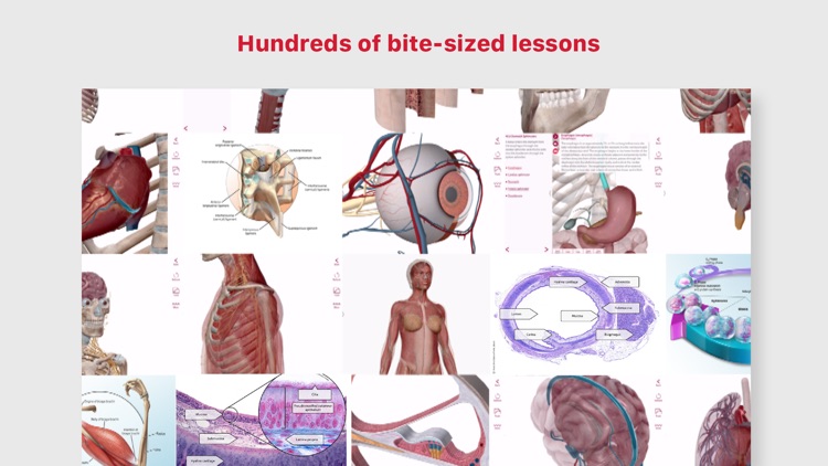 Anatomy & Physiology