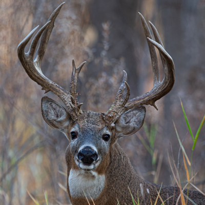 Ultimate Deer Calls