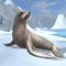 Out of the cold water comes this baby Sea Lion, ready to fish and hunt to become a huge creature