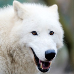 Arctic Wolf Survival Simulator