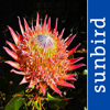 Wildflowers of South Africa - Mullen & Pohland GbR
