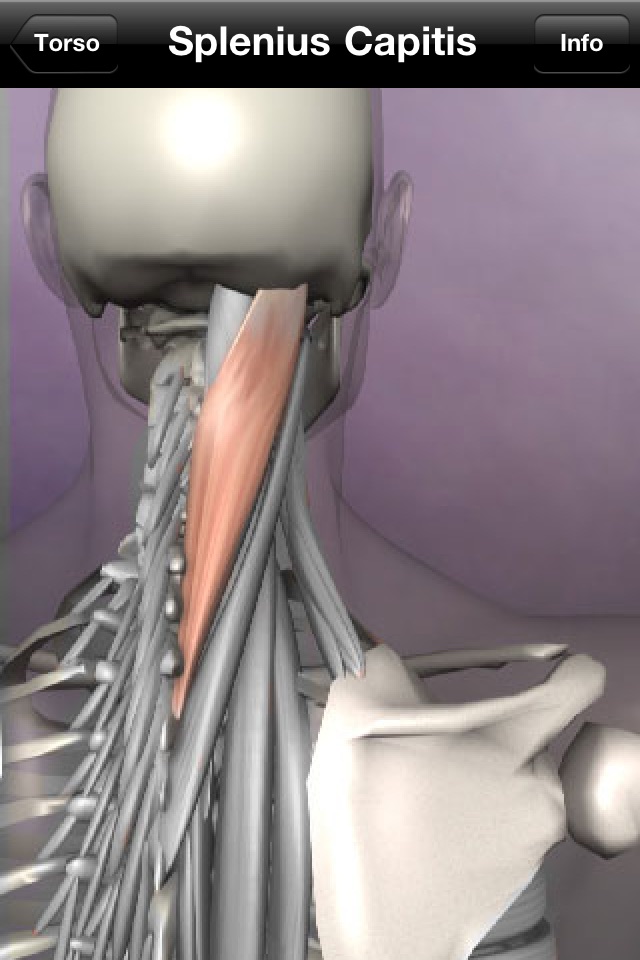 Learn Muscles: Anatomy screenshot 3