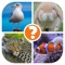 Yeah, yeah, its absolutely brand new quiz game about the names of animals