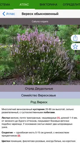 Game screenshot Экогид - Деревья летом mod apk
