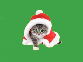 Funny cat stickers pack for iMessage