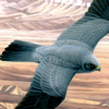 Birds of the Middle East - mydigitalearth.com