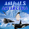 Animals of Antarctica