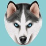 Get My Siberian Husky for iOS, iPhone, iPad Aso Report