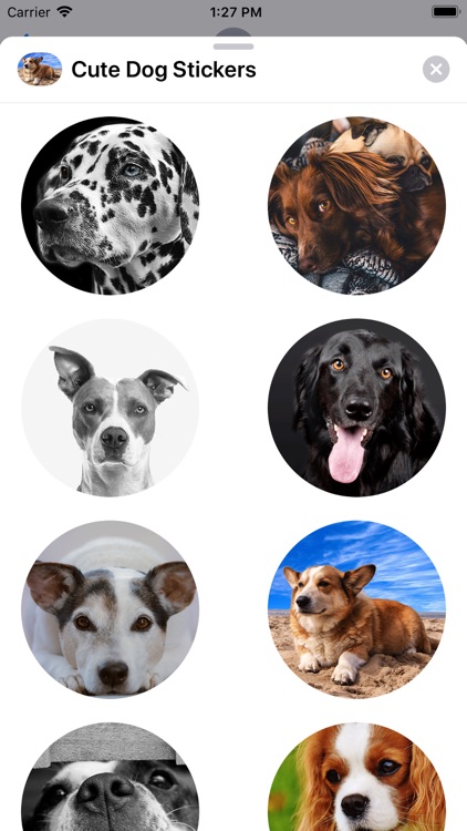 Cute Dog Sticker Set screenshot-7